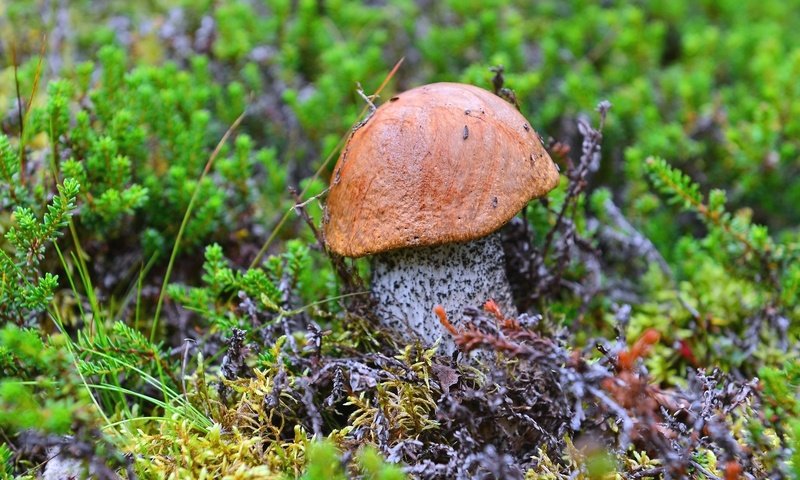 Обои гриб, мох, подосиновик, mushroom, moss, boletus разрешение 2048x1367 Загрузить