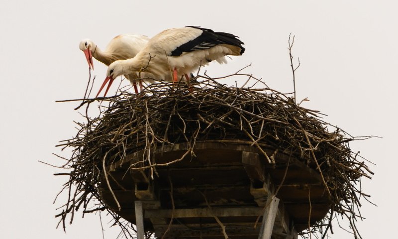 Обои природа, птицы, клюв, перья, гнездо, аисты, белый аист, nature, birds, beak, feathers, socket, storks разрешение 2000x1333 Загрузить