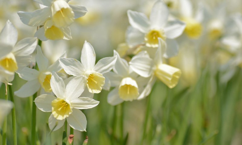 Обои макро, весна, нарциссы, macro, spring, daffodils разрешение 2048x1356 Загрузить