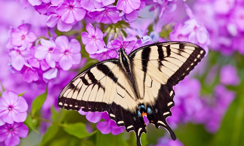 Обои цветы, макро, бабочка, парусник главк, флоксы, flowers, macro, butterfly, papilio glaucus, phlox разрешение 2048x1612 Загрузить