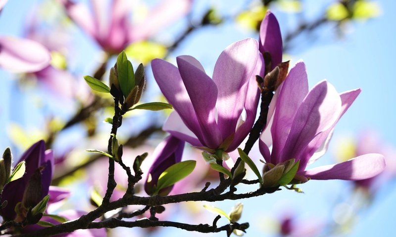 Обои ветка, макро, бутон, весна, розовый, магнолия, branch, macro, bud, spring, pink, magnolia разрешение 2048x1335 Загрузить