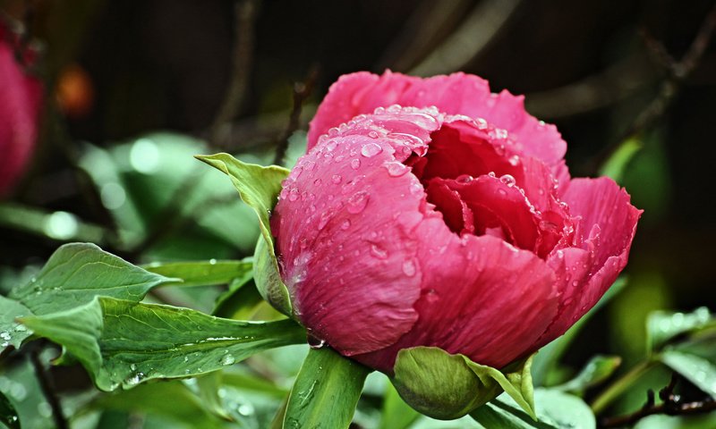 Обои капли, бутон, розовый, пион, после дождя, drops, bud, pink, peony, after the rain разрешение 2048x1363 Загрузить