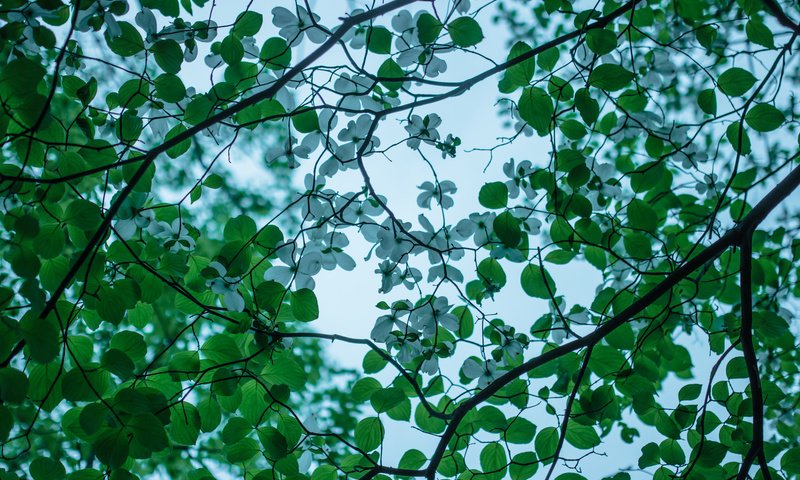 Обои дерево, цветение, ветки, весна, кизил, tree, flowering, branches, spring, dogwood разрешение 2048x1365 Загрузить