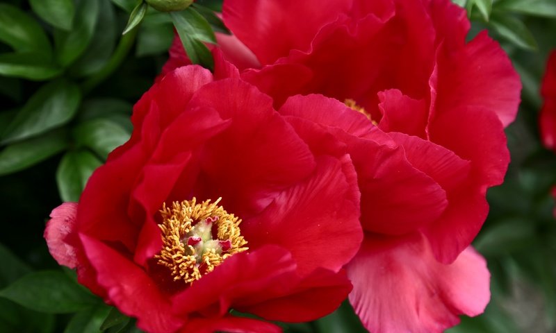 Обои макро, красный, пионы, macro, red, peonies разрешение 3000x2000 Загрузить