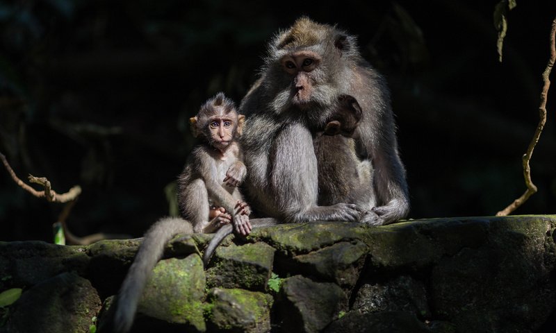 Обои мама, малыш, обезьяны, mom, baby, monkey разрешение 2048x1365 Загрузить