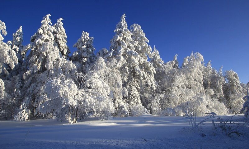 Обои деревья, снег, зима, сказка, trees, snow, winter, tale разрешение 2400x1600 Загрузить