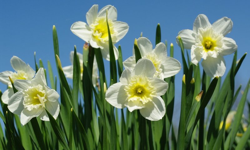 Обои макро, весна, нарциссы, macro, spring, daffodils разрешение 2232x1506 Загрузить