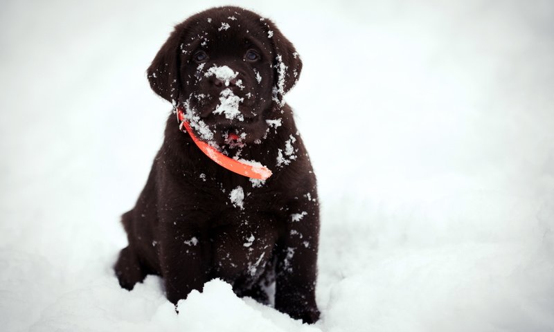 Обои снег, взгляд, собака, друг, snow, look, dog, each разрешение 2560x1709 Загрузить