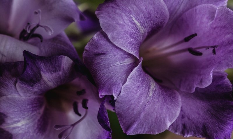 Обои цветы, макро, лепестки, лиловый, гладиолус, крупным планом, flowers, macro, petals, purple, gladiolus, closeup разрешение 2048x1356 Загрузить