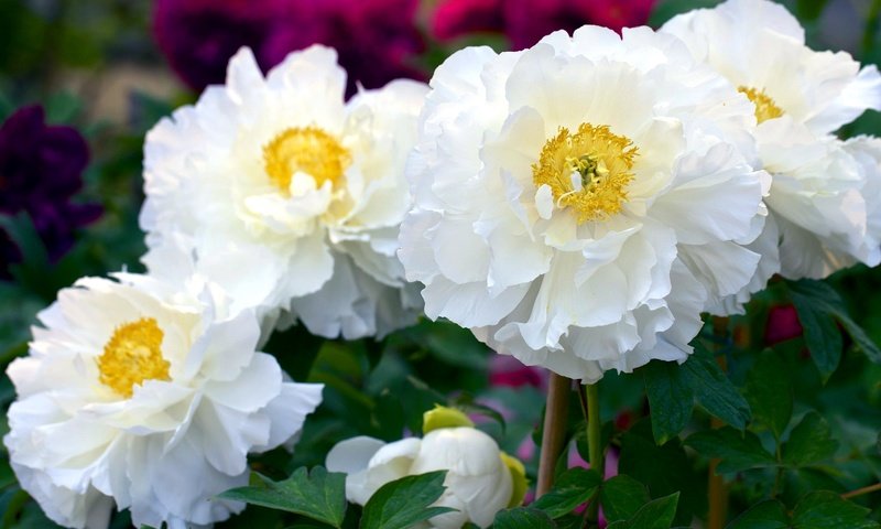 Обои цветы, лепестки, белые, пионы, flowers, petals, white, peonies разрешение 2048x1366 Загрузить