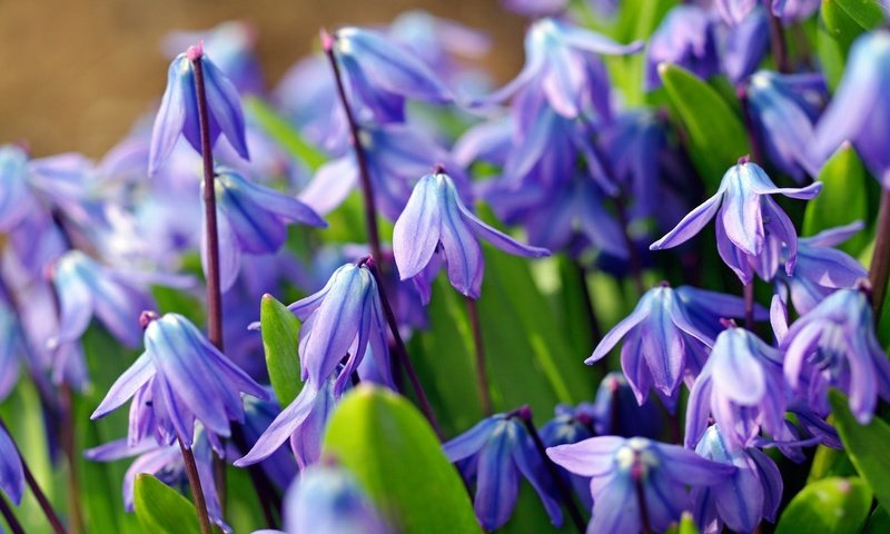 Обои цветы, макро, голубой, весна, первоцвет, пролеска, пролески, flowers, macro, blue, spring, primrose, scilla разрешение 2232x1484 Загрузить