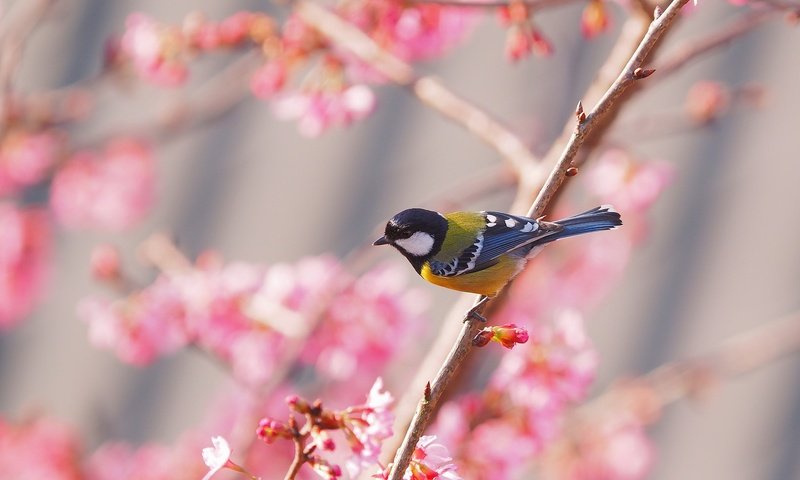 Обои птица, весна, сакура, синица, bird, spring, sakura, tit разрешение 2048x1312 Загрузить