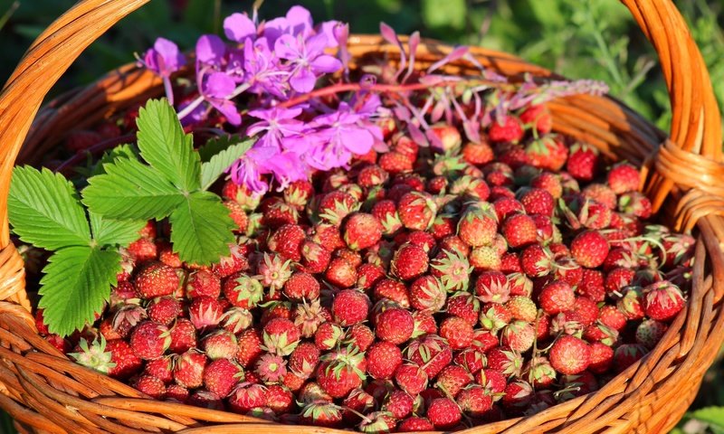 Обои клубника, корзина, ягоды, луговая, strawberry, basket, berries, meadow разрешение 2700x1800 Загрузить