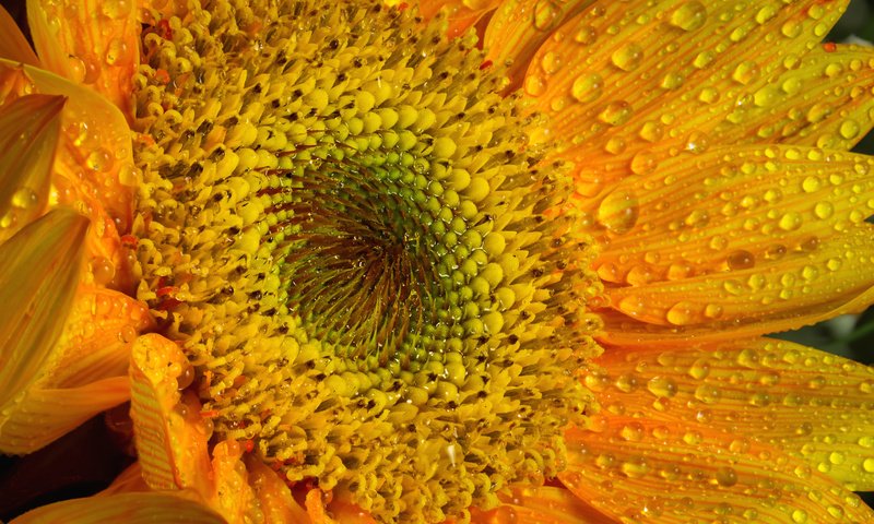 Обои солнце, желтый, макро, капли, лепестки, подсолнух, яркий, капельки росы, the sun, yellow, macro, drops, petals, sunflower, bright, drops of dew разрешение 1920x1256 Загрузить
