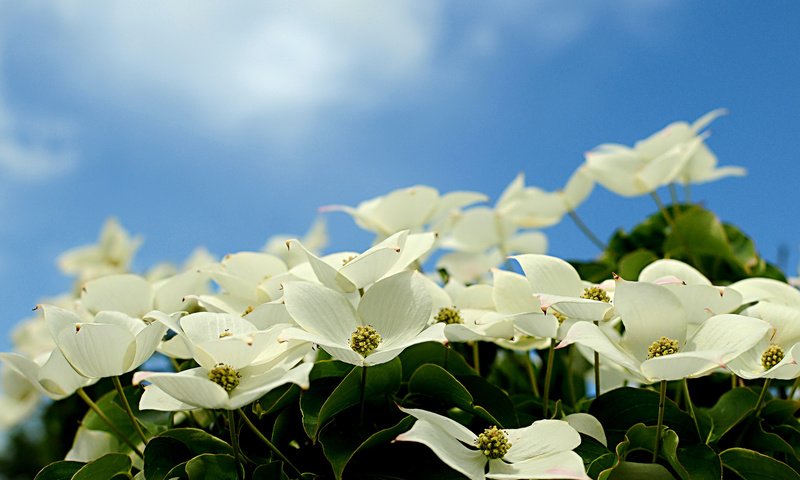 Обои небо, цветение, лепестки, кизил, the sky, flowering, petals, dogwood разрешение 2048x1365 Загрузить