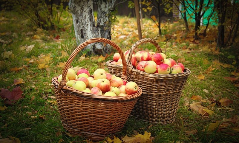 Обои фрукты, яблоки, осень, сад, урожай, плоды, корзины, fruit, apples, autumn, garden, harvest, basket разрешение 2100x1400 Загрузить