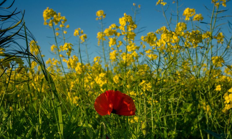 Обои небо, цветы, поле, красный, луг, мак, желтые, рапс, the sky, flowers, field, red, meadow, mac, yellow, rape разрешение 1920x1233 Загрузить