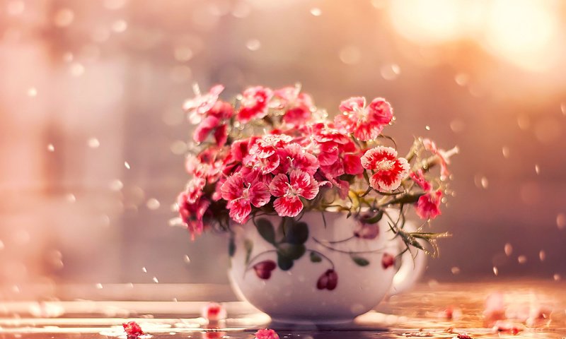 Обои цветы, дождь, чашка, flowers, rain, cup разрешение 2000x1526 Загрузить