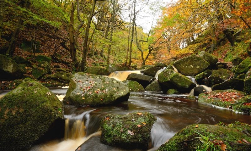 Обои деревья, вода, река, камни, лес, trees, water, river, stones, forest разрешение 2048x1367 Загрузить