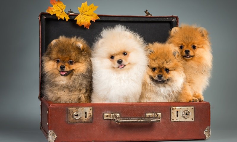 Обои щенки, чемодан, шпицы, puppies, suitcase, spitz разрешение 2800x1810 Загрузить