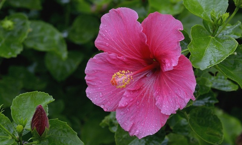 Обои макро, розовый, гибискус, macro, pink, hibiscus разрешение 2100x1400 Загрузить