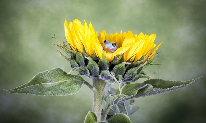 Обои цветок, подсолнух, лягушка, flower, sunflower, frog разрешение 2048x1329 Загрузить