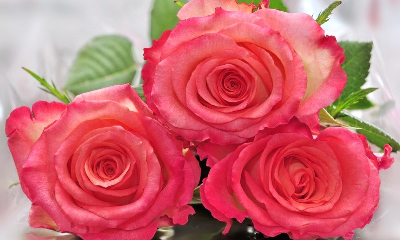 Обои бутоны, розы, трио, buds, roses, trio разрешение 2100x1400 Загрузить