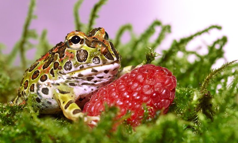 Обои трава, малина, ягода, лягушка, жаба, grass, raspberry, berry, frog, toad разрешение 3300x2043 Загрузить