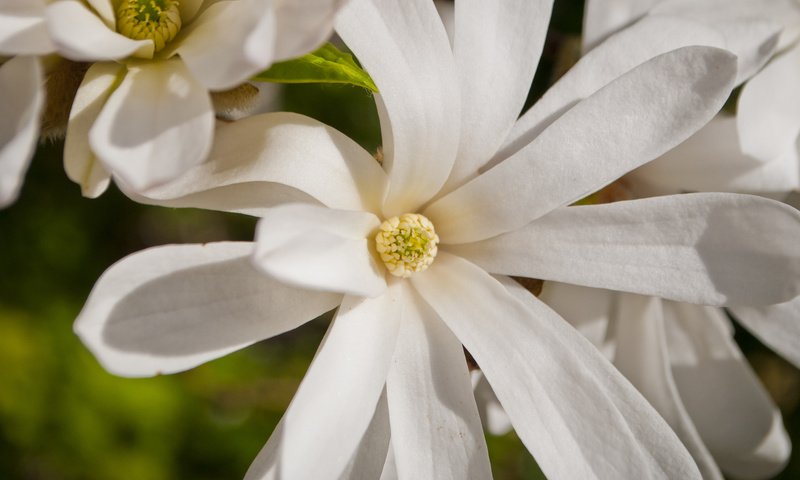 Обои макро, белая, магнолия, macro, white, magnolia разрешение 2048x1371 Загрузить