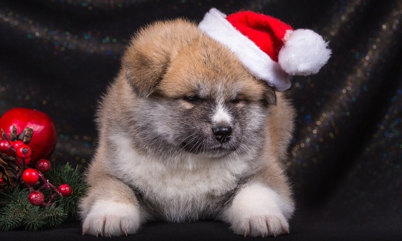 Обои щенок, шапка, японская акита, puppy, hat, japanese akita разрешение 2400x1570 Загрузить