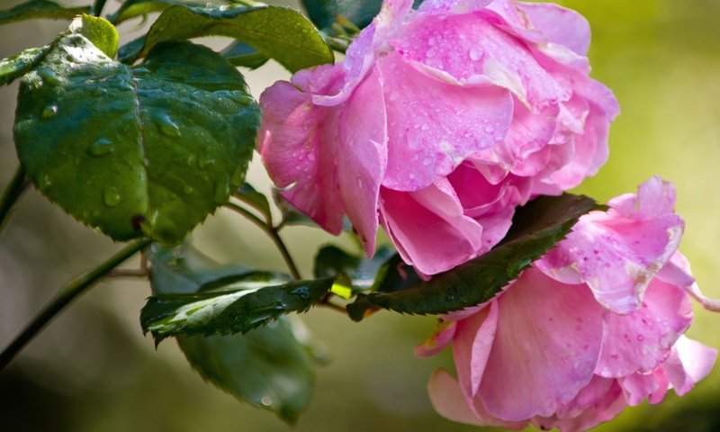 Обои бутоны, розы, розовые, buds, roses, pink разрешение 2400x1590 Загрузить