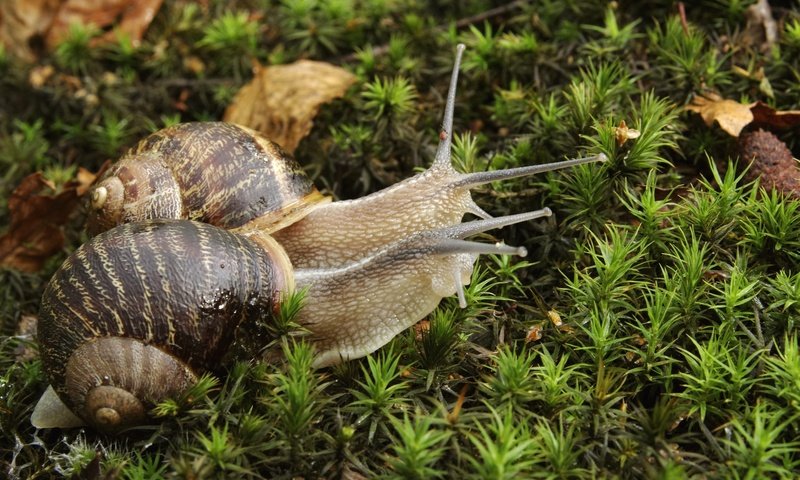 Обои растения, мох, пара, улитка, улитки, рожки, раковина, plants, moss, pair, snail, snails, horns, sink разрешение 2048x1365 Загрузить