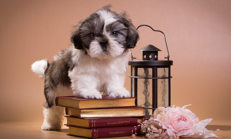 Обои книги, щенок, фонарь, ши-тцу, books, puppy, lantern, shih tzu разрешение 2400x1530 Загрузить