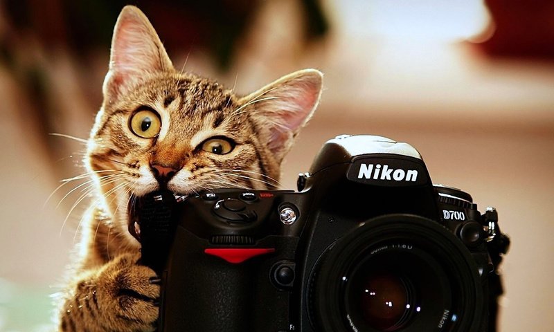 Обои кот, аппарат, валлпапер, nicon, cat, camera, wallpaper разрешение 3840x2400 Загрузить