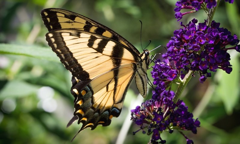 Обои насекомое, цветок, бабочка, крылья, красавица, insect, flower, butterfly, wings, beauty разрешение 2048x1365 Загрузить