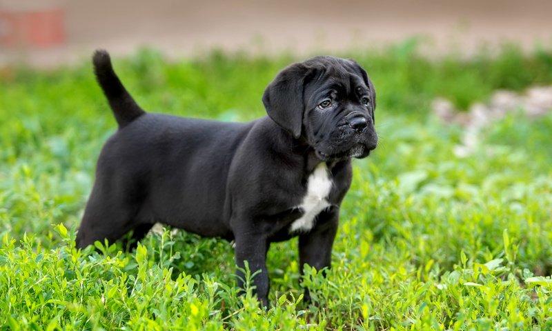 Обои трава, щенок, порода, кане-корсо, grass, puppy, breed, cane corso разрешение 3000x1881 Загрузить