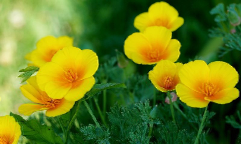 Обои желтый, эшшольция, калифорнийский мак, yellow, escholzia, california poppy разрешение 2400x1504 Загрузить