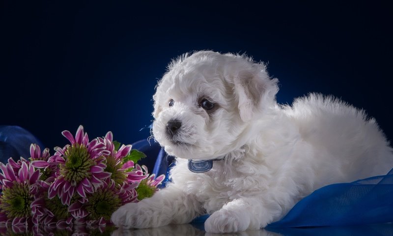 Обои цветы, белый, щенок, хризантемы, бишон фризе, flowers, white, puppy, chrysanthemum, bichon frise разрешение 3400x2115 Загрузить