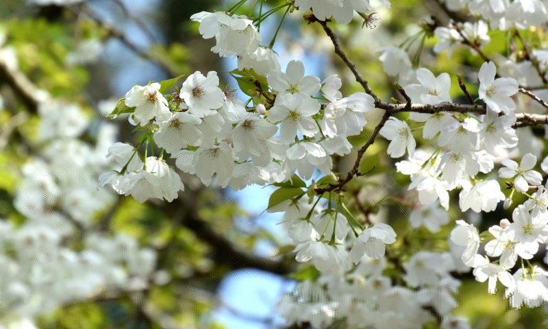 Обои ветка, дерево, цветение, весна, вишня, branch, tree, flowering, spring, cherry разрешение 2048x1364 Загрузить