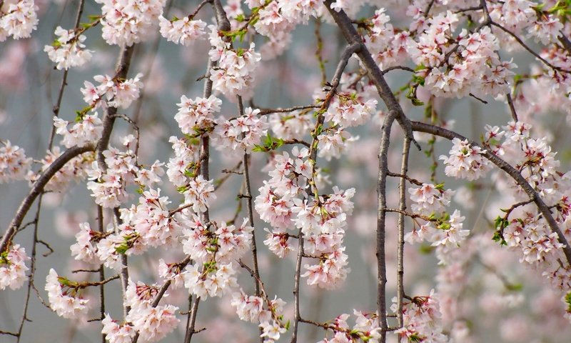 Обои ветки, весна, вишня, сакура, нежность, branches, spring, cherry, sakura, tenderness разрешение 2048x1365 Загрузить