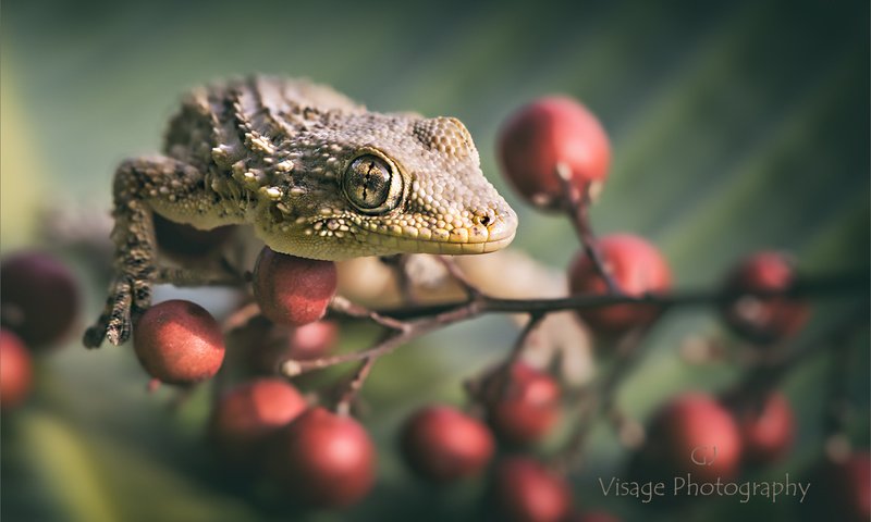 Обои ветка, ящерица, ягоды, геккон, gj-vernon, branch, lizard, berries, gecko разрешение 2048x1292 Загрузить