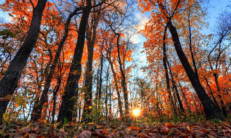 Обои небо, деревья, солнце, лес, листья, лучи, осень, the sky, trees, the sun, forest, leaves, rays, autumn разрешение 2048x1360 Загрузить