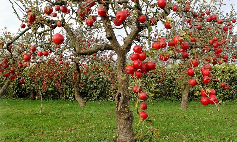 Обои яблоки, осень, сад, яблони, apples, autumn, garden, apple разрешение 2560x1600 Загрузить