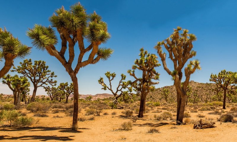 Обои песок, пустыня, сша, кустарник, дюны, joshua tree national park, дерево джошуа, sand, desert, usa, shrub, dunes, joshua tree разрешение 2880x1662 Загрузить