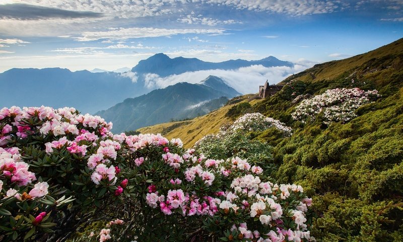 Обои цветы, облака, горы, азалия, рододендрон, flowers, clouds, mountains, azalea, rhododendron разрешение 1920x1280 Загрузить