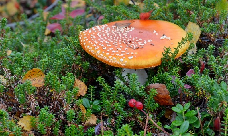 Обои гриб, мох, мухомор, брусника, mushroom, moss, cranberries разрешение 1920x1280 Загрузить