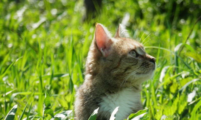 Обои трава, зелень, кот, кошка, весна, весенние, grass, greens, cat, spring разрешение 4288x3216 Загрузить