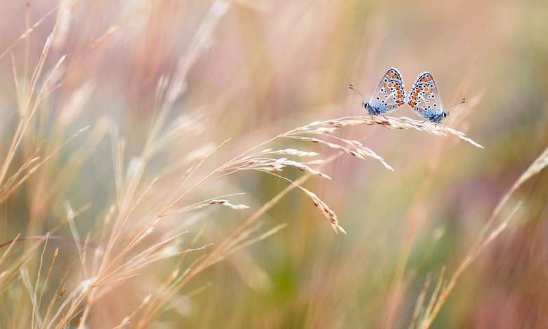 Обои макро, поле, насекомые, размытость, колосья, бабочки, две, macro, field, insects, blur, ears, butterfly, two разрешение 3990x2650 Загрузить