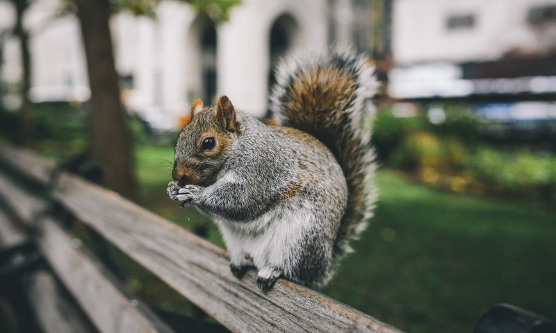 Обои забор, сидит, серая, белка, зверек, белочка, грызун, the fence, sitting, grey, protein, animal, squirrel, rodent разрешение 2048x1365 Загрузить