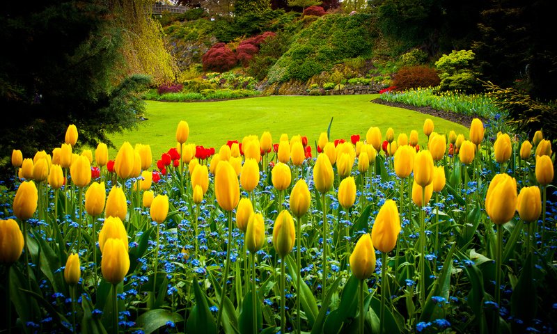 Обои парк, тюльпаны, канада, газон, queen elizabeth park, park, tulips, canada, lawn разрешение 2595x1724 Загрузить